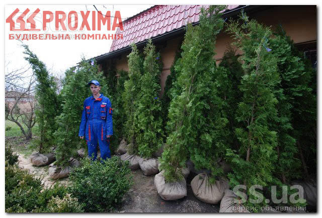 Каталог комнатных растений и цветов. Каталог комнатных растений и цветов.