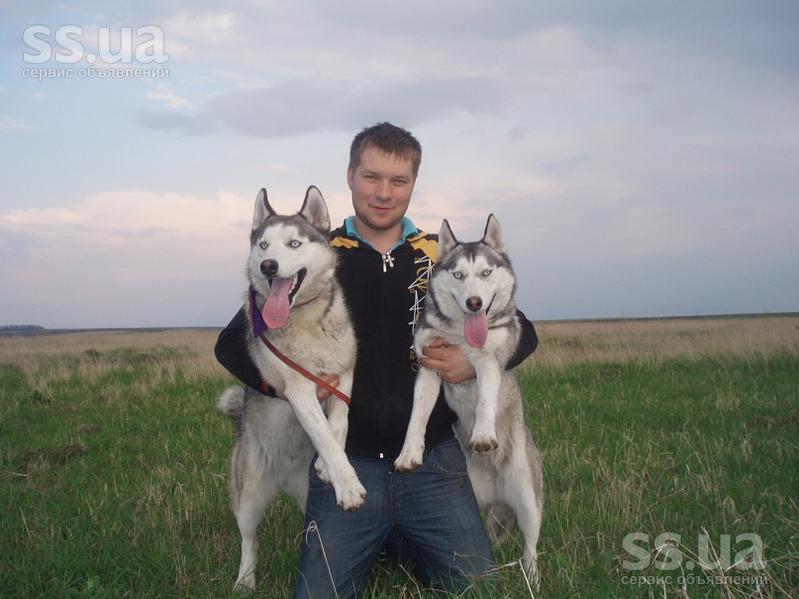 http://i.ss.ua/images/2011-10-16/1470/VnkPFU5j/animals-dogs-siberian-husky-5.800.jpg