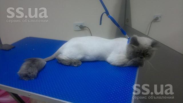 Стрижка котов на дому в железнодорожном Стрижка котов на дому в железнодорожном