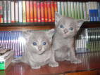 Кошки, котята Русская голубая, цена 400 Грн., Фото