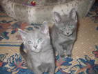Кішки, кошенята Російська блакитна, ціна 400 Грн., Фото