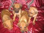 Собаки, щенята Родезійського ріджбек, ціна 7000 Грн., Фото