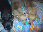Собаки, щенки Большой пудель, цена 2500 Грн., Фото