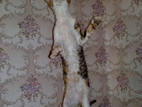 Кішки, кошенята Корніш-рекс, ціна 2500 Грн., Фото