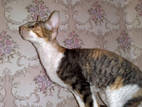 Кошки, котята Корниш-рекс, цена 2500 Грн., Фото