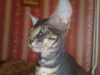 Кошки, котята Петербургский сфинкс, цена 2300 Грн., Фото