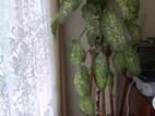 Домашні рослини Дифенбахія, ціна 400 Грн., Фото