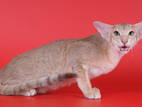 Кошки, котята Восточная короткошерстная, цена 1500 Грн., Фото