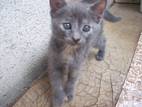 Кішки, кошенята Російська блакитна, ціна 1 Грн., Фото
