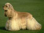 Собаки, щенки Английский спрингер спаниель, цена 1000 Грн., Фото