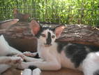 Кошки, котята Ориентальная, цена 3200 Грн., Фото