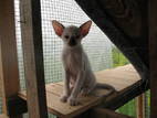 Кішки, кошенята Орієнтальна, ціна 3200 Грн., Фото