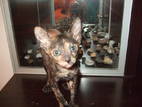 Кішки, кошенята Корніш-рекс, ціна 2500 Грн., Фото