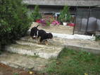 Собаки, щенки Бернская горная собака, цена 12000 Грн., Фото