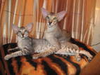 Кошки, котята Ориентальная, цена 1500 Грн., Фото