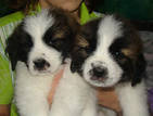 Собаки, щенки Сторожевая, цена 2500 Грн., Фото