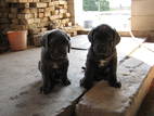 Собаки, щенята Мастіно неаполетано, ціна 2500 Грн., Фото
