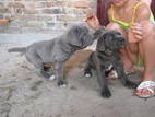 Собаки, щенята Мастіно неаполетано, Фото
