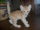 Кошки, котята Американский керл, цена 1000 Грн., Фото