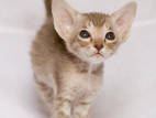 Кішки, кошенята Орієнтальна, ціна 1500 Грн., Фото