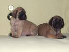 Собаки, щенки Английский мастиф, цена 14 Грн., Фото
