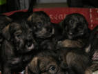 Собаки, щенята Міттельшнауцер, ціна 790 Грн., Фото