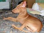 Собаки, щенята Фараонова собака, ціна 98765432 Грн., Фото