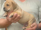 Собаки, щенки Мальоркский бульдог (Ка Де Бо), цена 8000 Грн., Фото