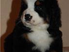 Собаки, щенки Бернская горная собака, цена 5500 Грн., Фото