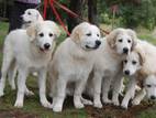 Собаки, щенки Пиренейская горная собака, цена 8000 Грн., Фото