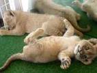Кошки, котята Бомбейская, Фото