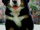 Собаки, щенята Гірський собака Берна, ціна 6000 Грн., Фото