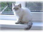Кошки, котята Гималайская, цена 1000 Грн., Фото