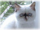 Кошки, котята Гималайская, цена 1000 Грн., Фото