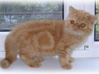 Кішки, кошенята Гімалайська, ціна 1000 Грн., Фото