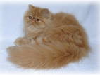 Кішки, кошенята Гімалайська, ціна 1000 Грн., Фото