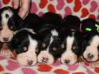 Собаки, щенки Большой Швейцарский зенненхунд, цена 5000 Грн., Фото