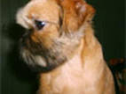 Собаки, щенки Брюссельский гриффон, цена 5000 Грн., Фото