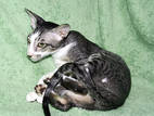 Кішки, кошенята Орієнтальна, ціна 1500 Грн., Фото