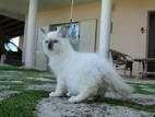 Кішки, кошенята Бірманська, ціна 100 Грн., Фото