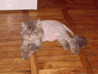 Кішки, кошенята Ветеринарні послуги, Фото