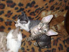 Кошки, котята Корниш-рекс, цена 4000 Грн., Фото