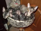 Кішки, кошенята Корніш-рекс, ціна 1500 Грн., Фото