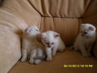 Кошки, котята Колор-пойнт короткошерстный, цена 800 Грн., Фото