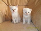 Кішки, кошенята Колор-пойнт короткошерстий, ціна 800 Грн., Фото