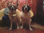 Собаки, щенки Сторожевая, цена 4000 Грн., Фото