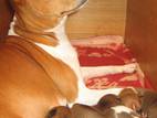 Собаки, щенята Басенджі, ціна 7000 Грн., Фото