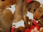 Собаки, щенки Басенджи, цена 7000 Грн., Фото