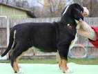 Собаки, щенки Большой Швейцарский зенненхунд, цена 13245 Грн., Фото