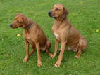 Собаки, щенята Родезійського ріджбек, ціна 123456 Грн., Фото
